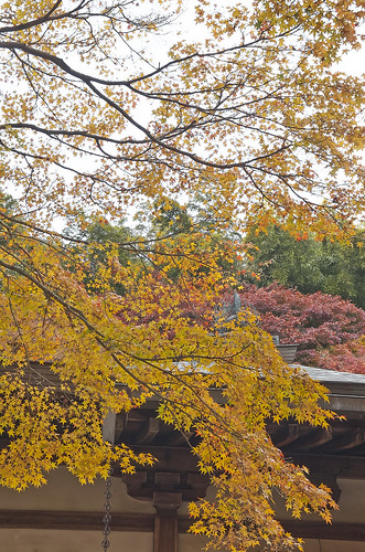 【写真】2013 紅葉 : 地蔵院/2019-12-10/IMGP4086