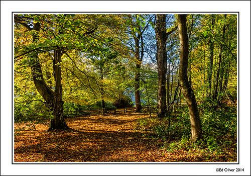 trees woodland autumnleaves northumberland bolamlake lateautumn autumnwalk canonef24105mmf4lis newcastleupontyneandnortheast