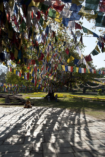travel nepal tree travelling garden asian asia buddha buddhist flag buddhism flags nepalese prayerflags buddhisttemple nepali prayerflag southasia southasian travelphotography lumbini rupandehi rupandehidistrict