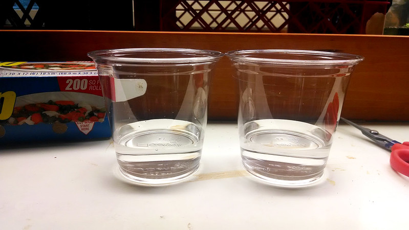 Distilled water in cups for leaf cuttings.