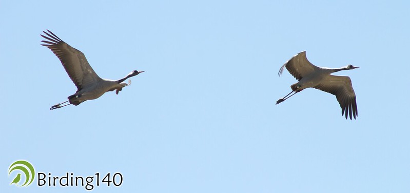 Common Cranes flying over Cañada de los Pájaros