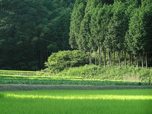 位於日本兵庫縣篠山市，由稻田、日本柳杉及日本扁柏鑲嵌而成的里山地景。作者：Akiyoshi's Room；取自維基百科，本圖符合CC授權。