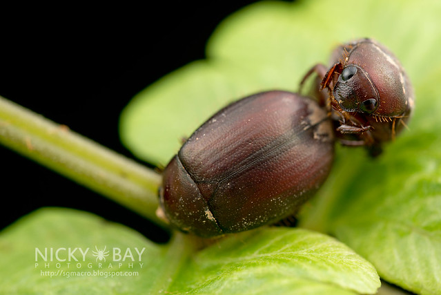 Mating Beetles - DSC_1864