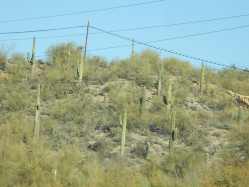 The conclusion: a 'group' of cacti, hanging out under an endless cross-crissing of wires.