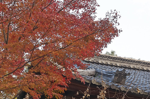 【写真】2013 紅葉 : 梨木神社/2020-09-17/IMGP4289