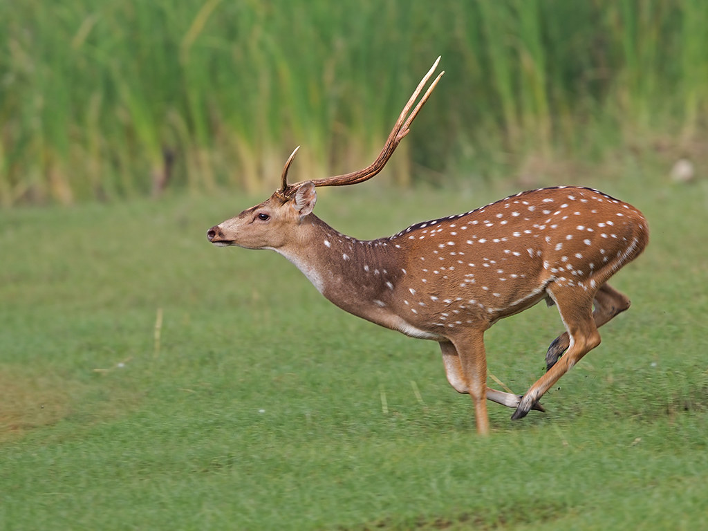 Spotted Deer  Sri Lanka 2013-11-29