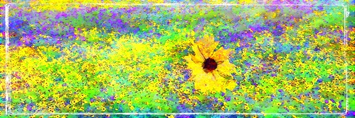 art yellow photography digitalart wildflowers flowere icolorama julingtoncreekrd rodesideflowers