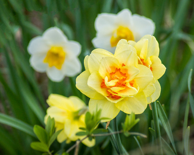 Daffodil, Daffodils, Yellow, Orange, Green, Flowers, Spring