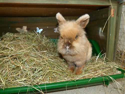 Flopsy is on borrowed time - he's gone :'( 14626865251_23d3afac89