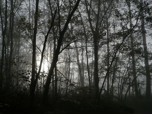 morning autumn light ohio mist tree nature silhouette mystery forest woodland dawn october mood secret silence atmospheric cuyahogavalleynationalpark floodplain sooc asecretivesun andilooktoit