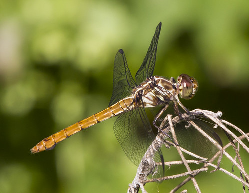 nature fauna canon insect dragonfly wildlife skimmer odonata 550d roseateskimmer
