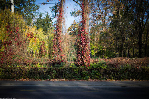 street autumn trees red sky sun tree green fall nature up field leaves forest canon landscape 50mm leaf day dof f14 branches low croatia sigma clean zagreb eco depth maksimir eko 6d jesen