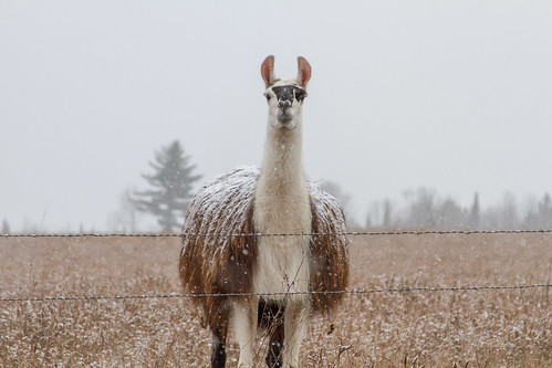 thanksgiving november winter snow field wisconsin canon midwest farm llama crivitz 2013 marinettecounty eos7d