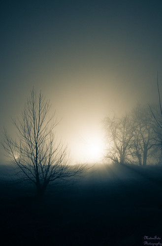trees winter fog treesilhouette foggy splittone treeshadows foggynight blinkagain
