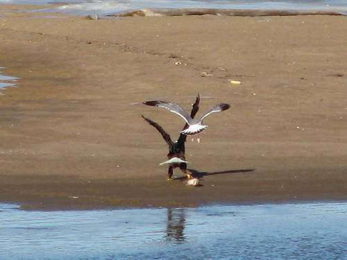 Wings flapping, a bald eagle perched on a sandbar defends his catch from a gull, in the Arkansas River at Tulsa, January 2014
