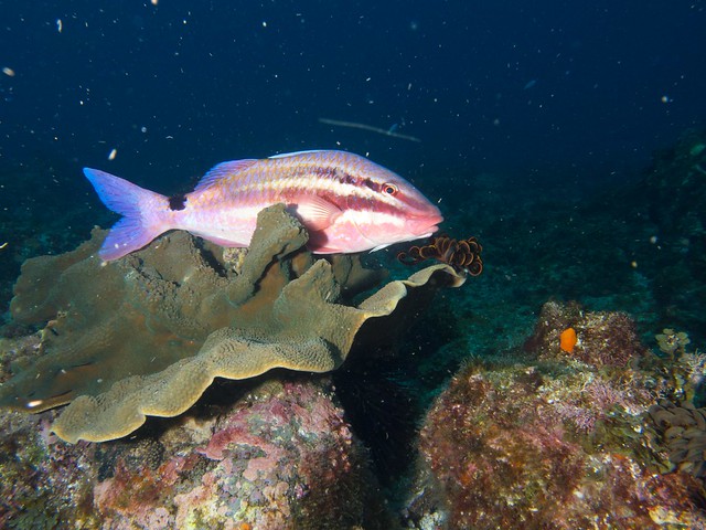 goatfish Bahía de Byron, Australia