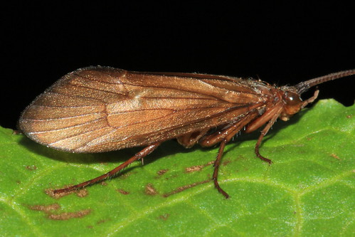Trichoptera 11911
