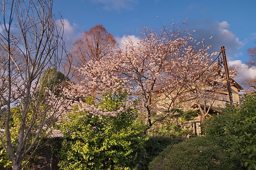 【写真】2013 桜 : 円山公園/2016-11-02/IMGP8734