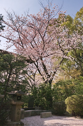 【写真】2013 桜 : 石清水八幡宮/2021-12-06/IMGP9716