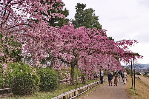 【写真】2013 桜 : 半木の道/2021-11-05/IMGP9497