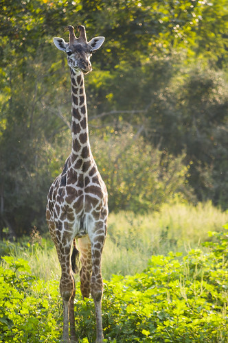 portrait color animal nikon young giraffe d90 thewilds sunsetsafari gmanviz