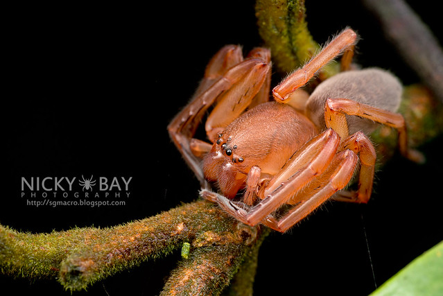 Huntsman Spider (Thelcticopis sp.) - DSC_3754