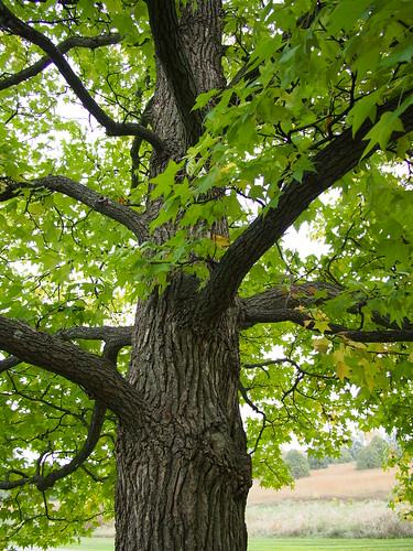 fall october flickr michiganstateuniversity michigan msu us50 conifer tipton hlg hiddenlakegardens 2013 treeshrubcollection