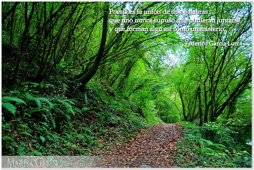 galicia bosque otoño poeta acoruña poesía nikond60 coirós marisagabín cotodepescadechelo