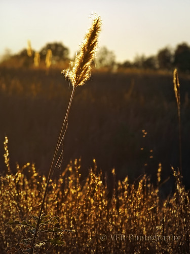 autumn fall nature field grass backlight rural countryside stem glow tn head tennessee country seed seeds heads stems fields glowing grasses gnat backlighting lateafternoon earlyevening gnats goldenlight spidersilk stewartcounty nearcumberlandcity cumberlandcityroad
