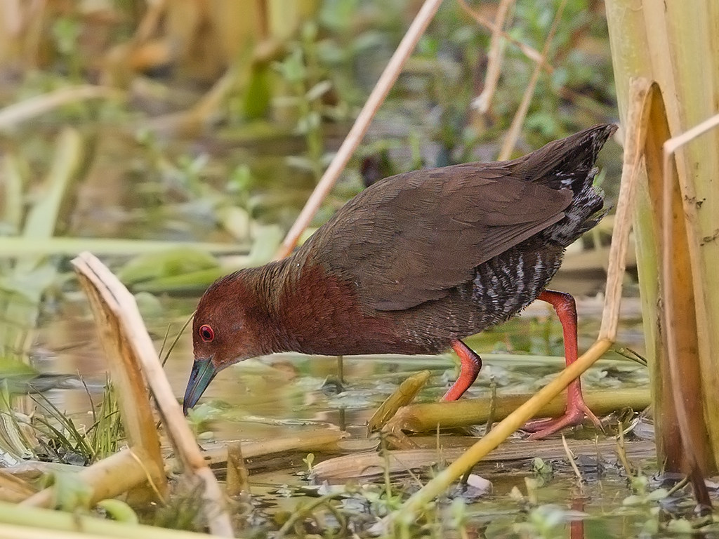 Ruddy Breasted Crake  Sri Lanka 2013-11-29