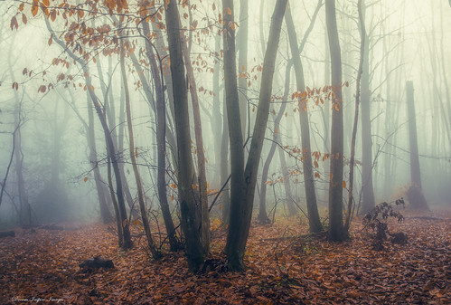 winter mist nature misty fog forest woods foggy essex billericay norsey landscapewoodstrees