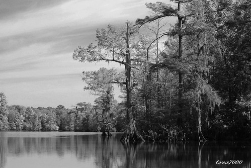 blackandwhite bw rural landscape alabama southern bayou swamp spanishmoss wetland deadlake mobiletensawdelta trex7000 arpub