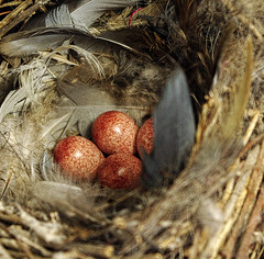 ___________ is when a bird is sitting on its eggs.