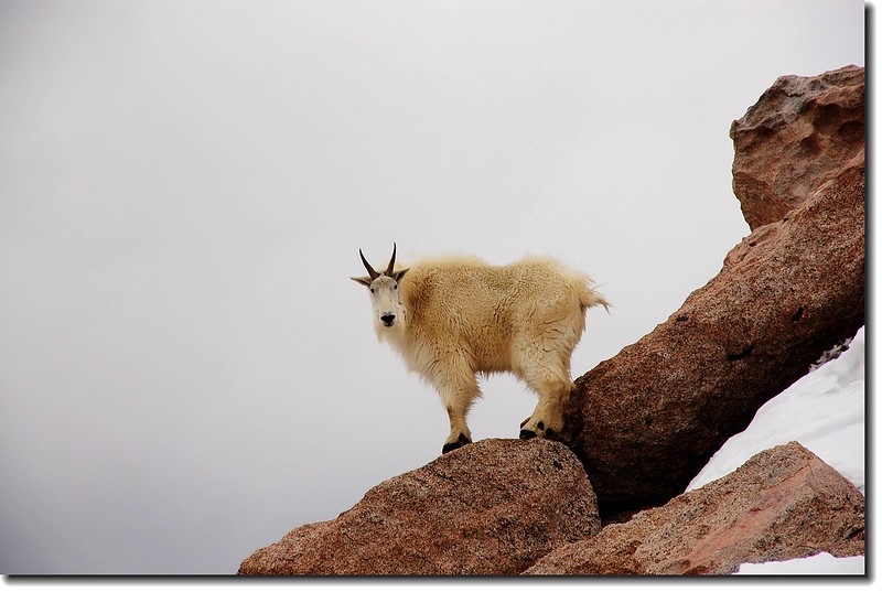 Mountain goats 8
