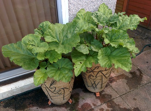 Two rhubarb plants in pots