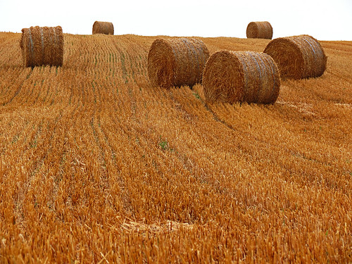field agriculture bales haybales stubblefield baleofstraw
