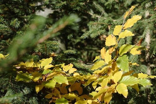 herbst fall autum golden crisp orange yellow red leafs trees laub bäume nature natur landschaft landscape gelb rot