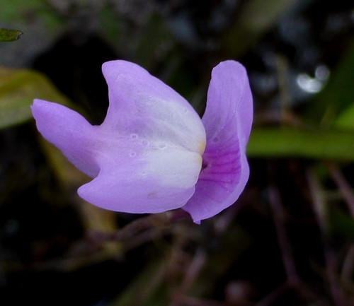 arwea purplebladderwort tankislandrd utriculariapurpurea