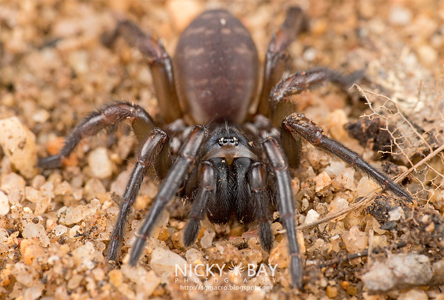 Tube Trapdoor Spider (Nemesiidae) - DSC_6556