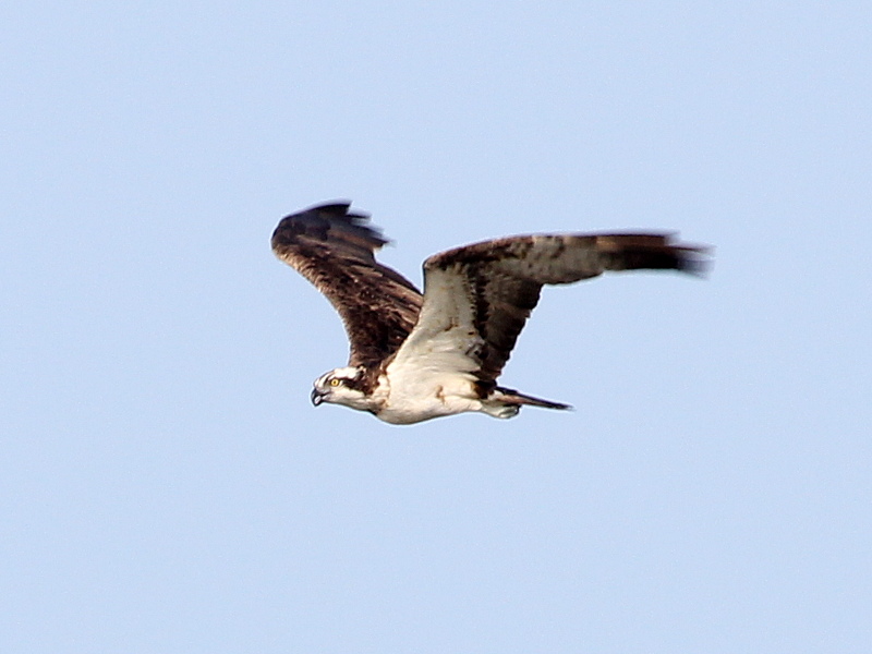 Photograph titled 'Osprey'