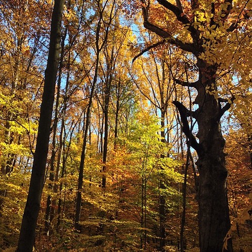 county autumn trees sky lake color fall yellow square october trails indiana squareformat morgan 2014 morgancounty iphoneography instagramapp uploaded:by=instagram