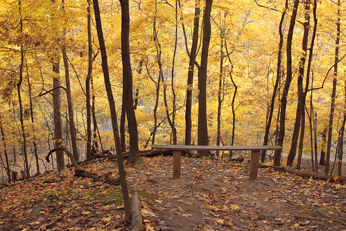 autumn bench trail mapletrees wildernesstrail peoriaillinois forestparknaturecenter peoriaparkdistrict listeningpoint