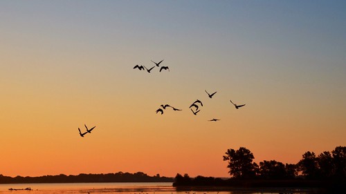 ontario water birds sunrise nikon silhouettes wellington lakeontario canadageese explored d7000