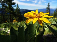 The hillsides of Mount Jumbo’s North Zone are alive with arrowhead balsamroot