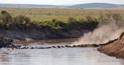 africa river crossing kenya mara afrika kenia masai gnu gnus wildebeest