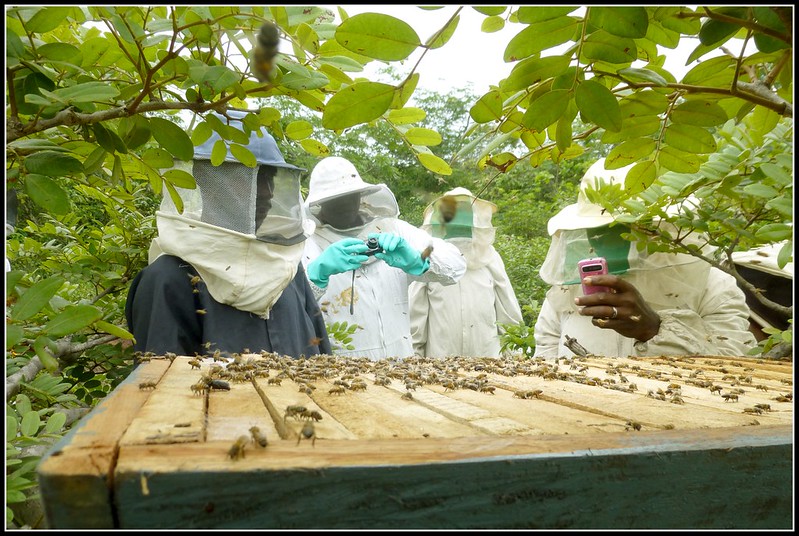 A Kenyan Topbar (KTB) hive with the lid removed
