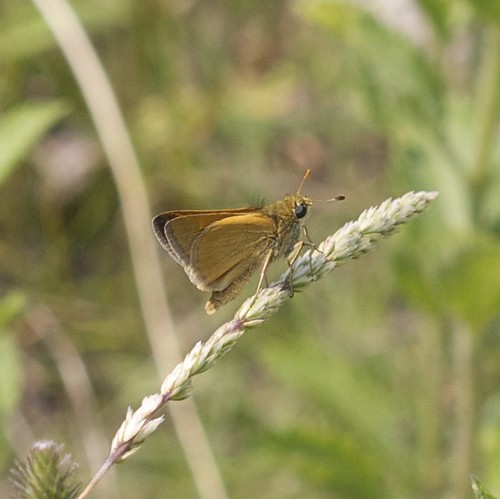 butterflies northdakota sheyennenationalgrasslands
