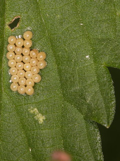 eggs of a real bug (Heteroptera) indet.