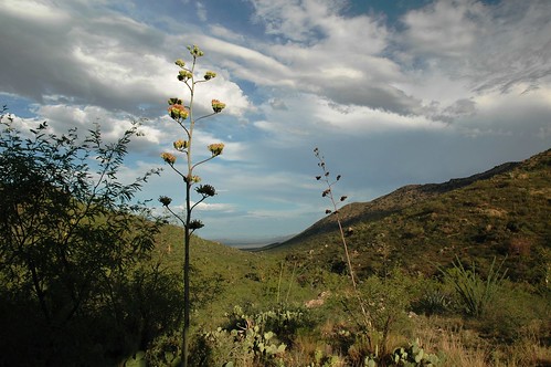 arizona landscape scenic