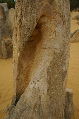 Pinnacles Desert (5)